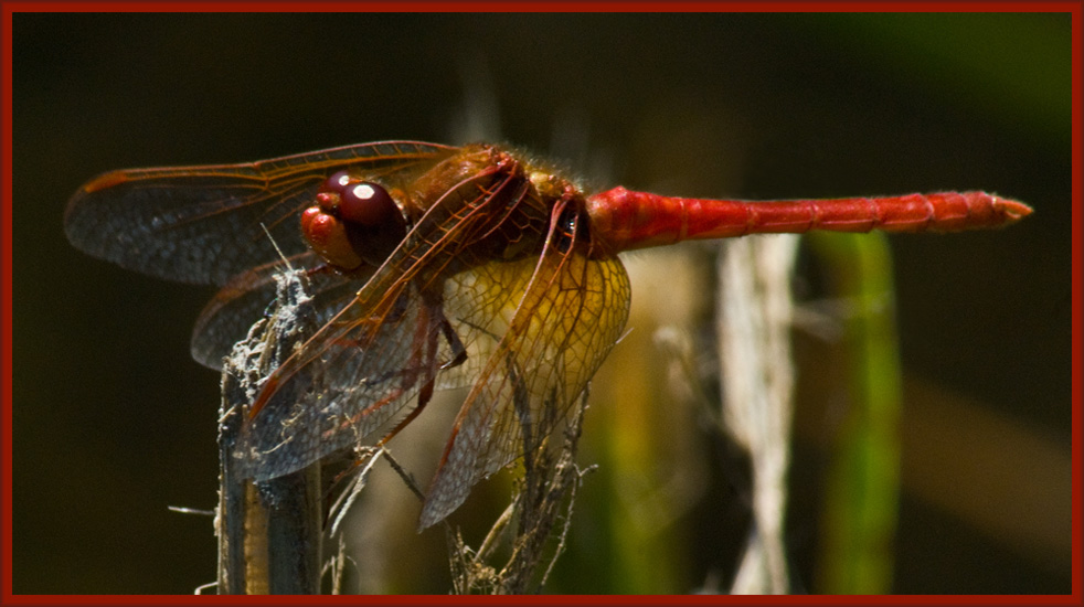 Photography by ClickChick for DesignCrowd (Community Contests) | Design #8968836