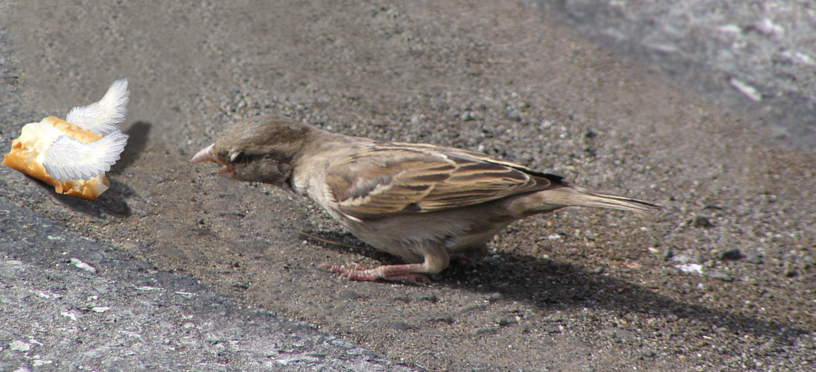 Photoshop-Design von lachie1134 für DesignCrowd (Community Contests) | Design #8969525