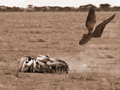 Diseño de Photoshop por dvs4ua para DesignCrowd (Community Contests) | Diseño #8969560