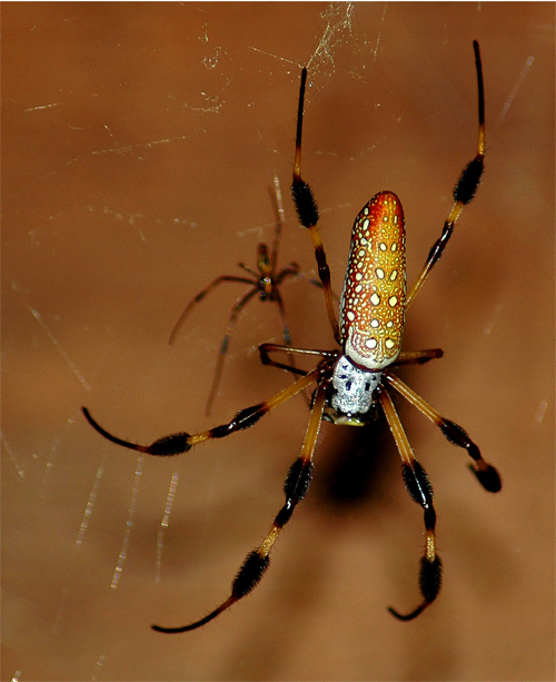 Fotografie von Jawizza für DesignCrowd (Community Contests) | Design #8968655