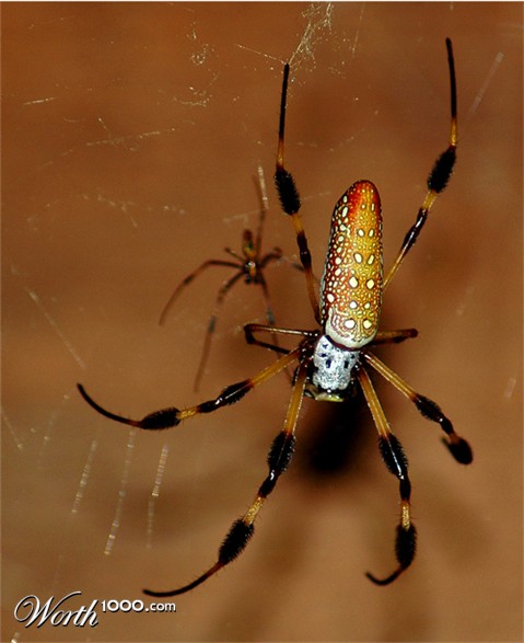 Photography by Jawizza