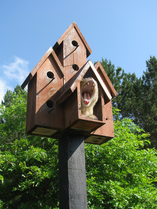 Photoshop Design by fcuetoq for DesignCrowd (Community Contests) | Design #8972431