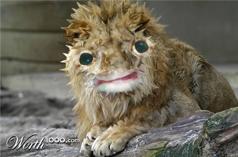 Photoshop Design by KusoPS