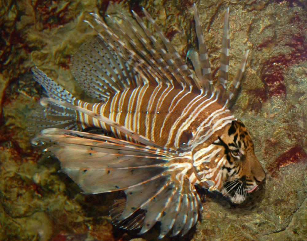 Design Photoshop par willibarb pour DesignCrowd (Community Contests) | Design #8976061