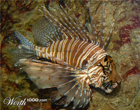 Photoshop Design by willibarb