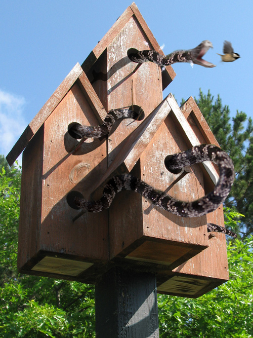 Photoshop Design by chicken279 for DesignCrowd (Community Contests) | Design #8972529