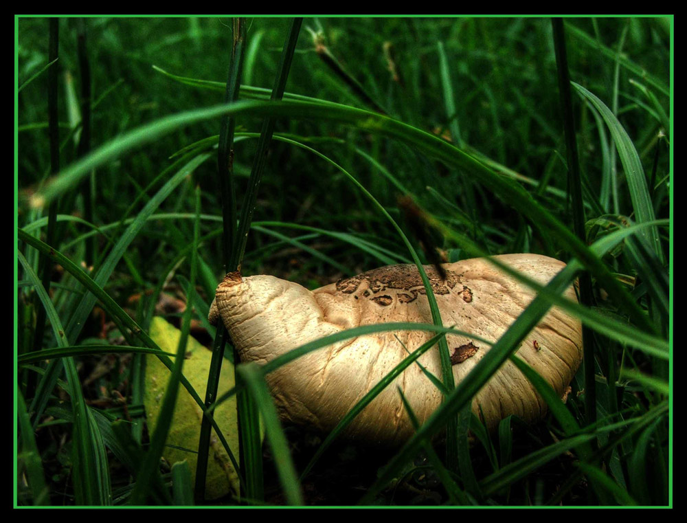 Fotografie von Arnovw für DesignCrowd (Community Contests) | Design #8971765