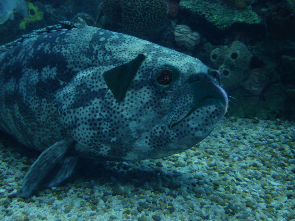 Photoshop Design by Márcio Franco for DesignCrowd (Community Contests) | Design #8976086