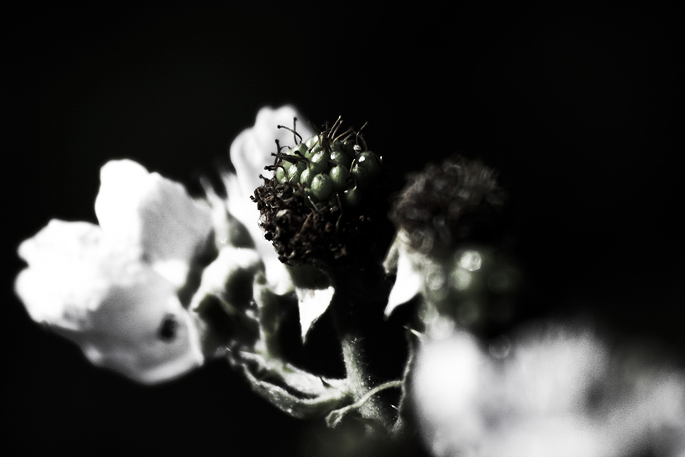 Photography by ScThom for DesignCrowd (Community Contests) | Design #8969815