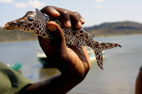 Diseño de Photoshop por blackbook para DesignCrowd (Community Contests) | Diseño #8976122