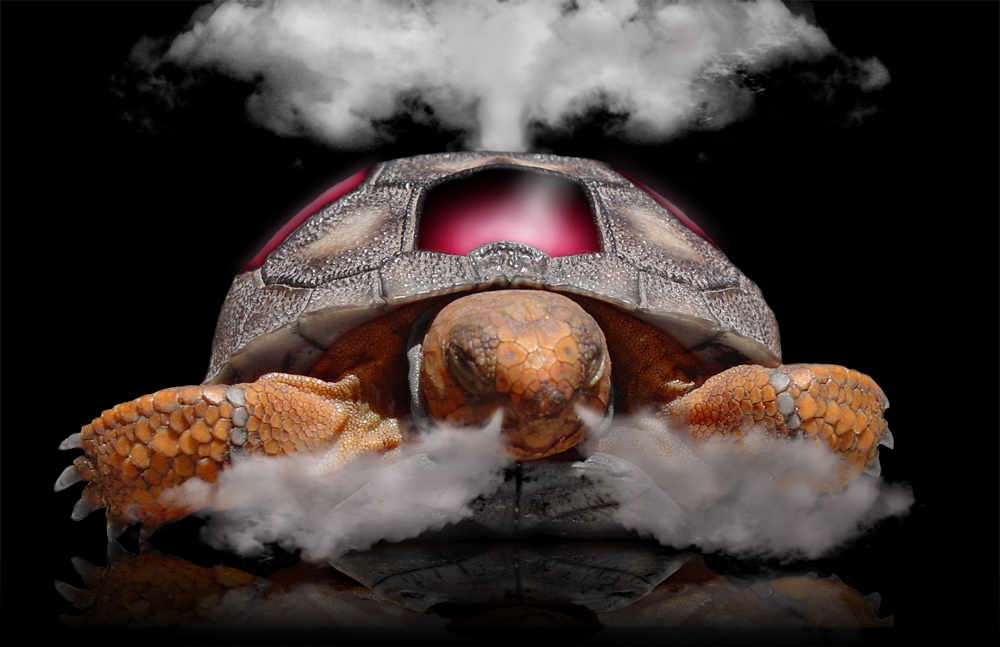 Photoshop Design by copycatfish for DesignCrowd (Community Contests) | Design #8971796