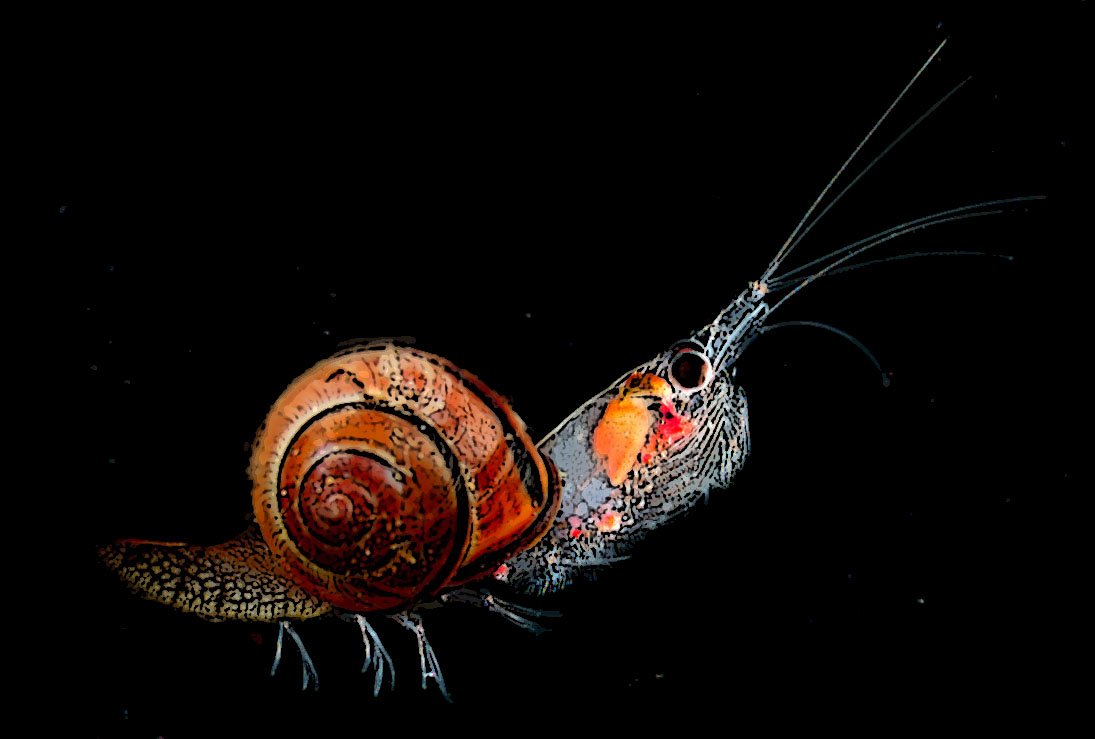 Photoshop Design by CoSMiKaL for DesignCrowd (Community Contests) | Design #8976301