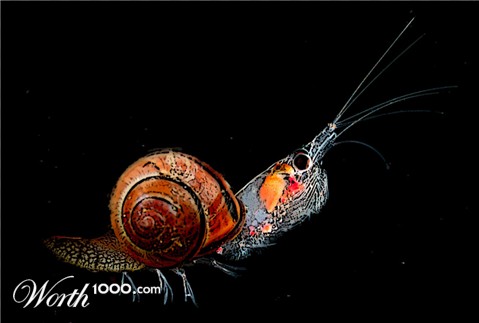 Photoshop Design by CoSMiKaL