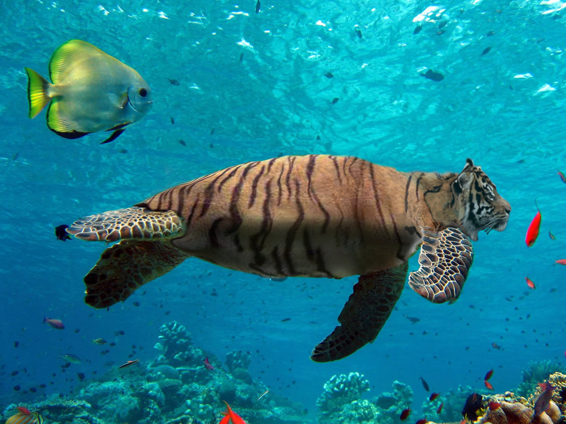 Photoshop Design by Roymeddy for DesignCrowd (Community Contests) | Design #8976180