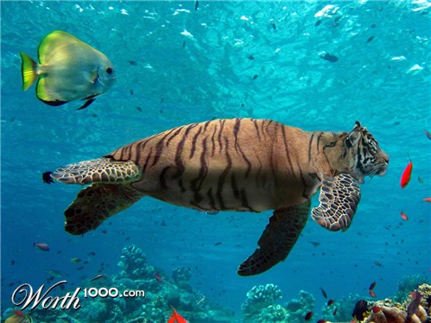 Photoshop Design by Roymeddy