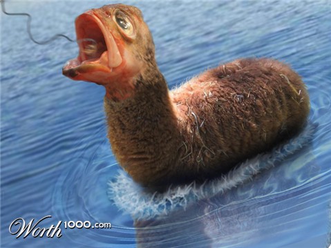 Photoshop Design by pierrX