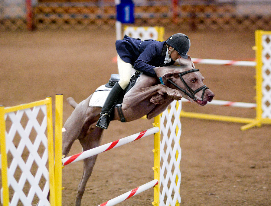 Photoshop-Design von lucimine für DesignCrowd (Community Contests) | Design #8975770