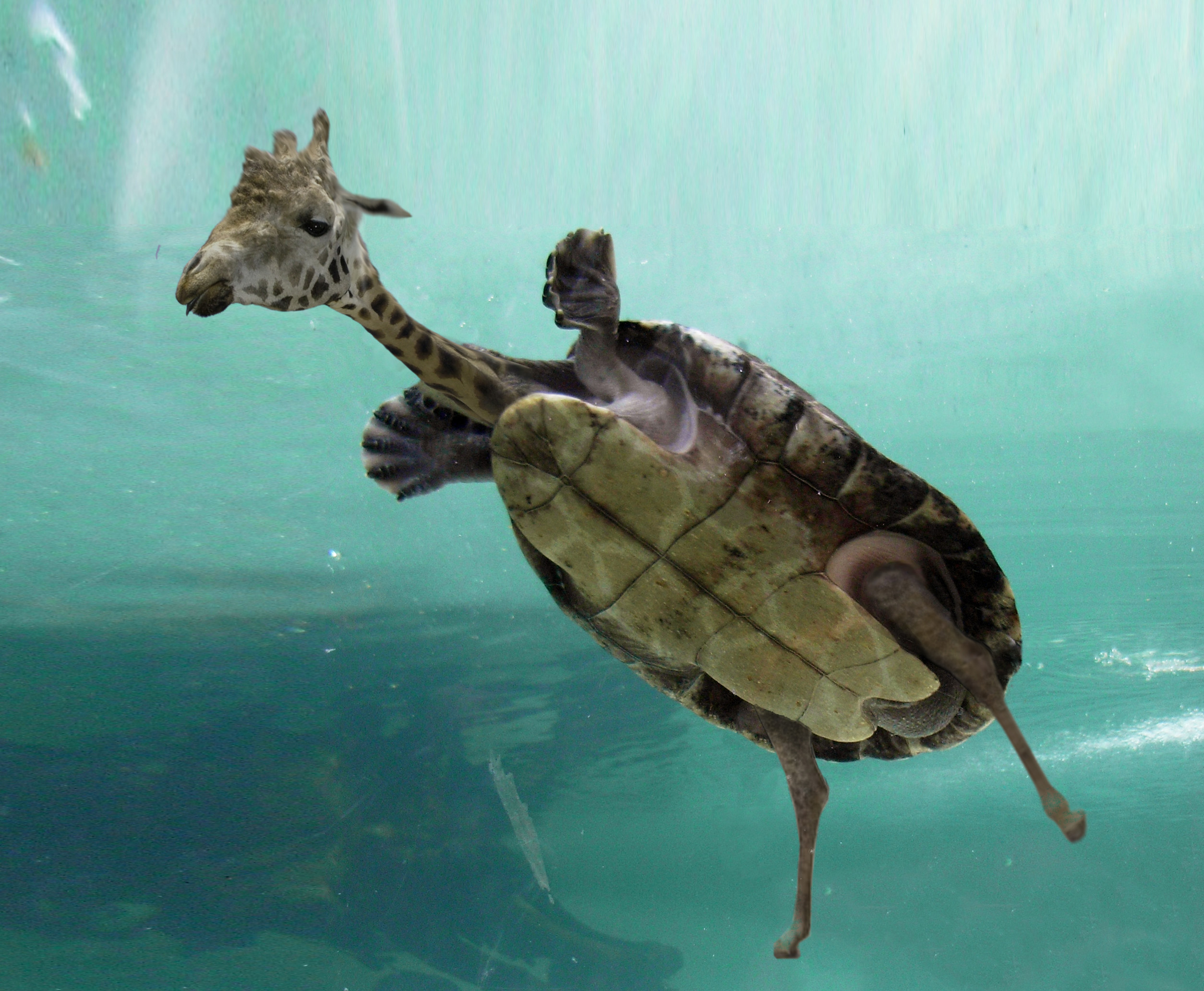 Photoshop-Design von justaskdesigns für DesignCrowd (Community Contests) | Design #8976283