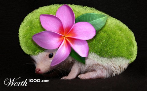 Photoshop Design by pacifico