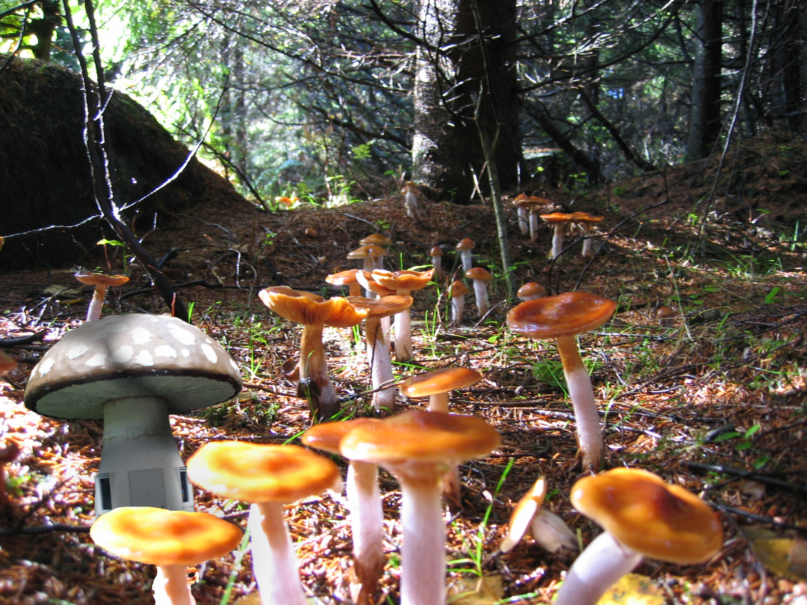 Photoshop Design by studiotexsmyth for DesignCrowd (Community Contests) | Design #8972334