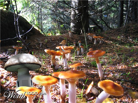 Photoshop Design by studiotexsmyth