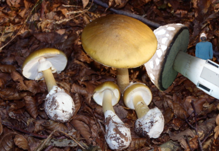 Photoshop Design by arachnico for DesignCrowd (Community Contests) | Design #8972339