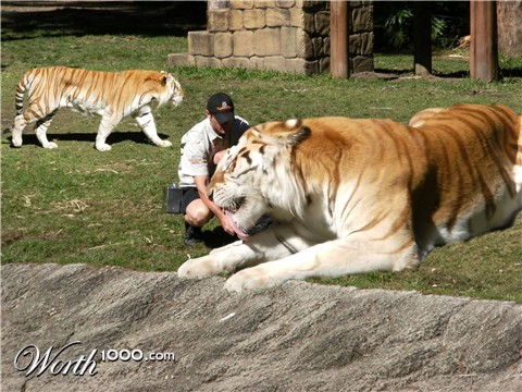 Photoshop Design by Pucker