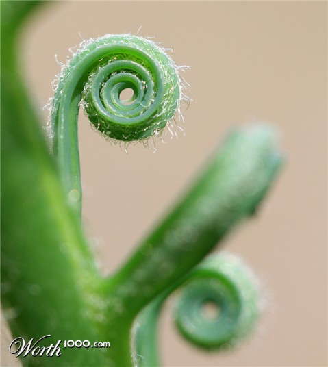 Photography by Rouwkema