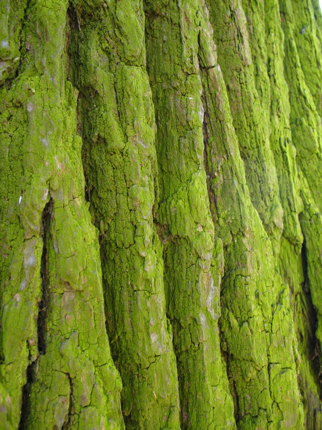 Photography by Kristute for DesignCrowd (Community Contests) | Design #8969134