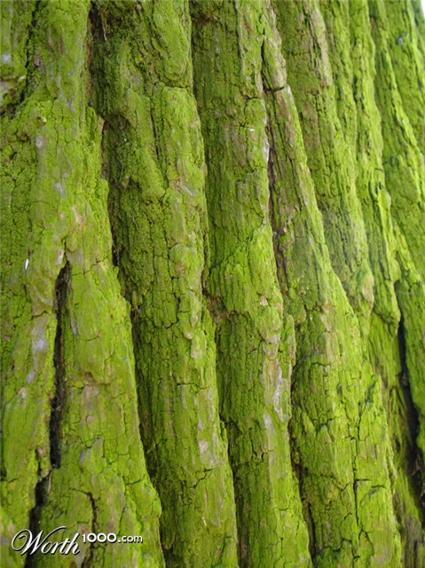 Photography by Kristute