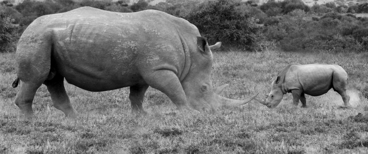 Photoshop-Design von saftsaak für DesignCrowd (Community Contests) | Design #8974132