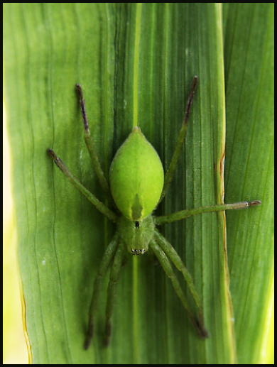 Fotografía por deltanove para DesignCrowd (Community Contests) | Diseño #8969154