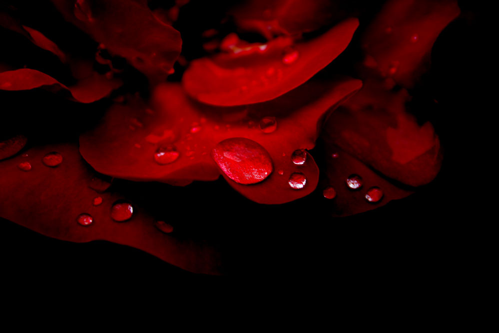 Photography by csoxxa for DesignCrowd (Community Contests) | Design #8969852