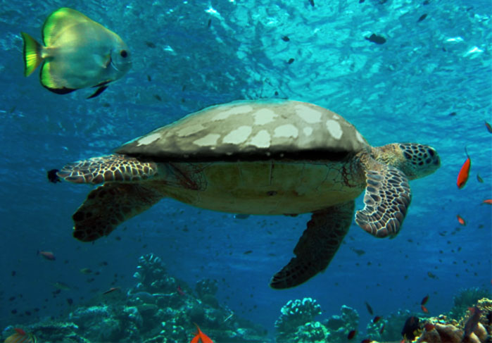 Diseño de Photoshop por zivkr2 para DesignCrowd (Community Contests) | Diseño #8972351