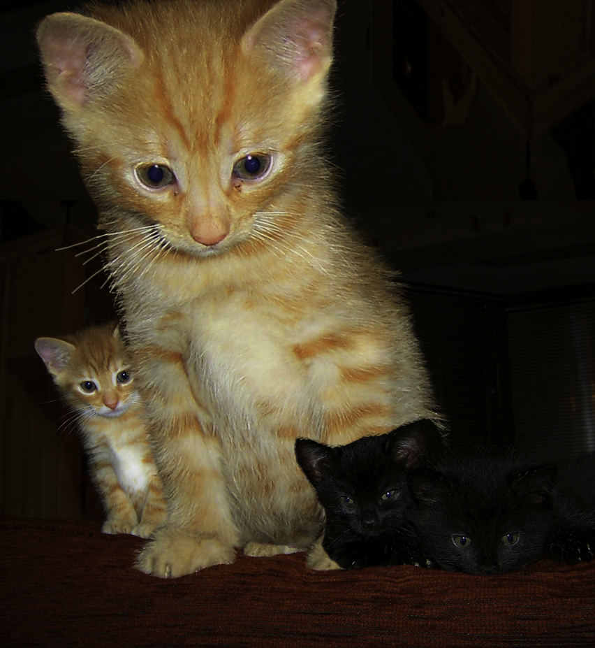 Photoshop Design by hodgesant for DesignCrowd (Community Contests) | Design #8974101