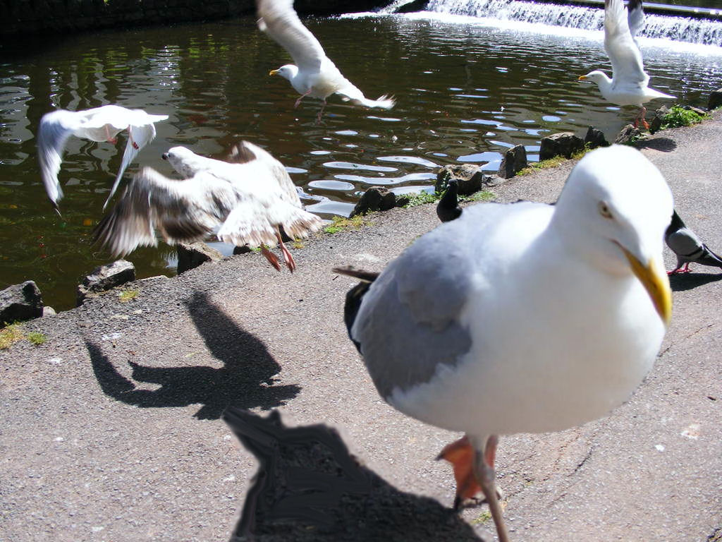 Photoshop-Design von ferretsgames für DesignCrowd (Community Contests) | Design #8974091