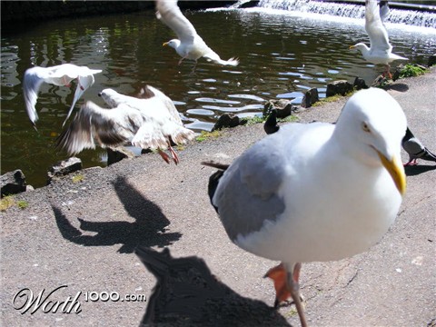 Photoshop Design by ferretsgames