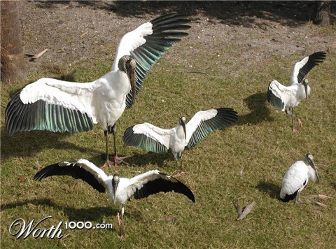 Photoshop Design by willibarb