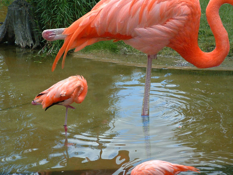 Photoshop Design by pixandfix for DesignCrowd (Community Contests) | Design #8974148