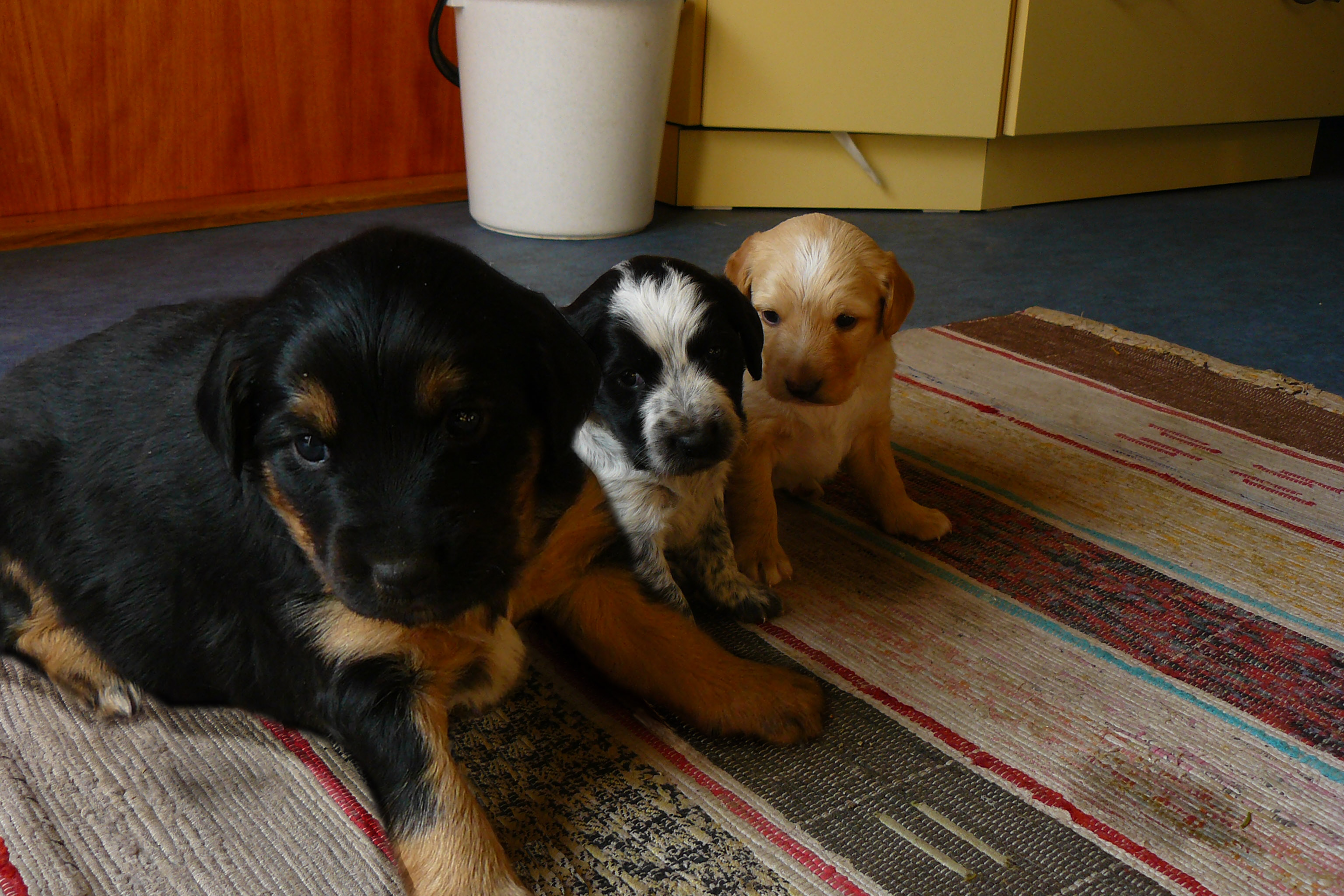 Photoshop Design by ErtepleFile for DesignCrowd (Community Contests) | Design #8974230