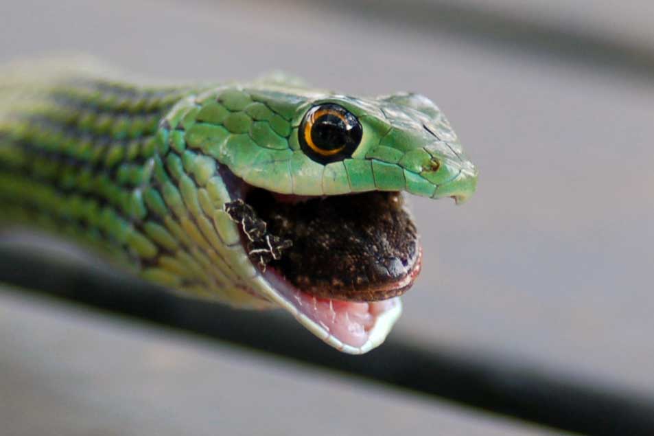 Fotografie von bradenbestor für DesignCrowd (Community Contests) | Design #8969227