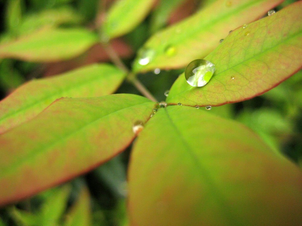 Fotografía por hollistereagle8 para DesignCrowd (Community Contests) | Diseño #8969175