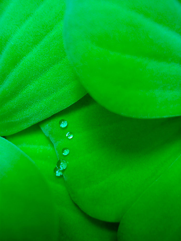 Photography by fdelprado for DesignCrowd (Community Contests) | Design #8969221