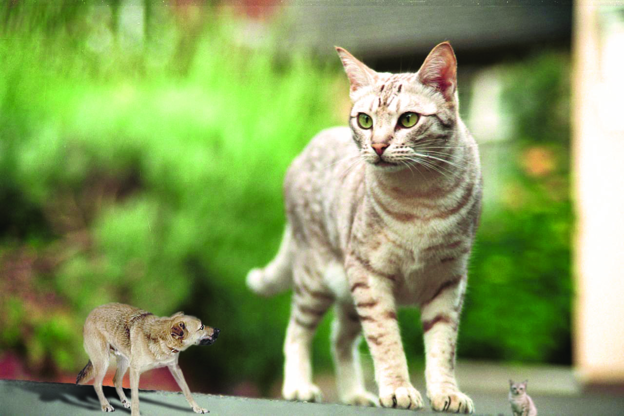 Diseño de Photoshop por DolmaCat para DesignCrowd (Community Contests) | Diseño #8974236