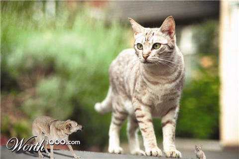 Photoshop Design by DolmaCat