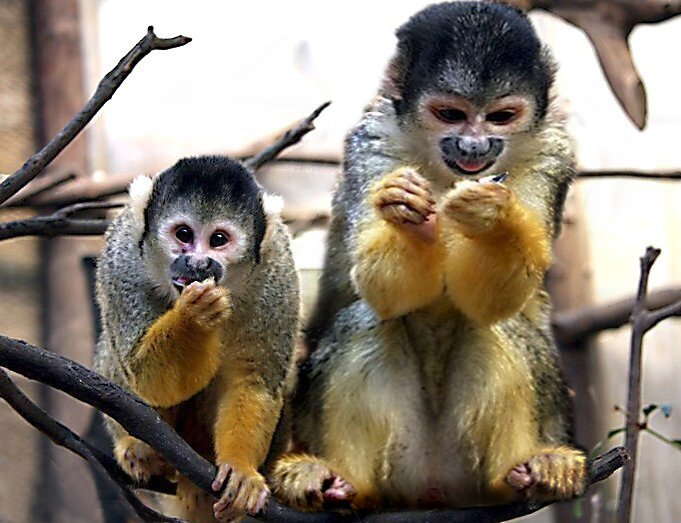 Diseño de Photoshop por Zlobaio21 para DesignCrowd (Community Contests) | Diseño #8974225