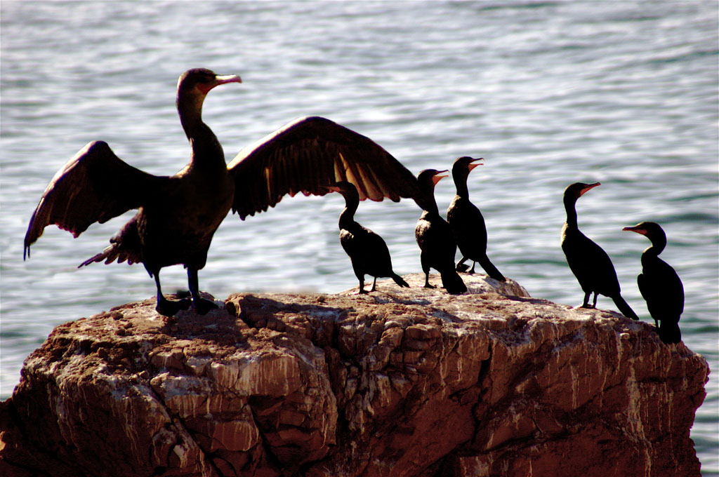 Photoshop Design by hermessz for DesignCrowd (Community Contests) | Design #8974136