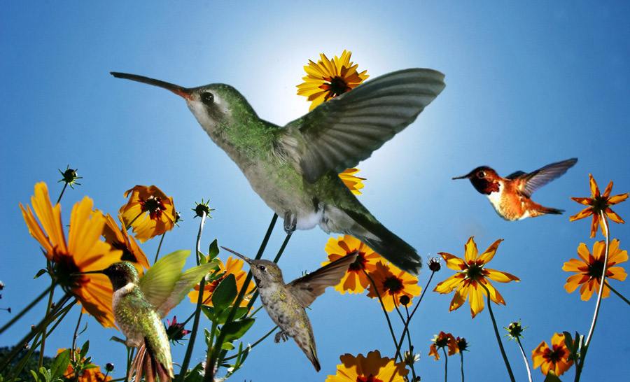 Photoshop-Design von totallyartistic für DesignCrowd (Community Contests) | Design #8974324