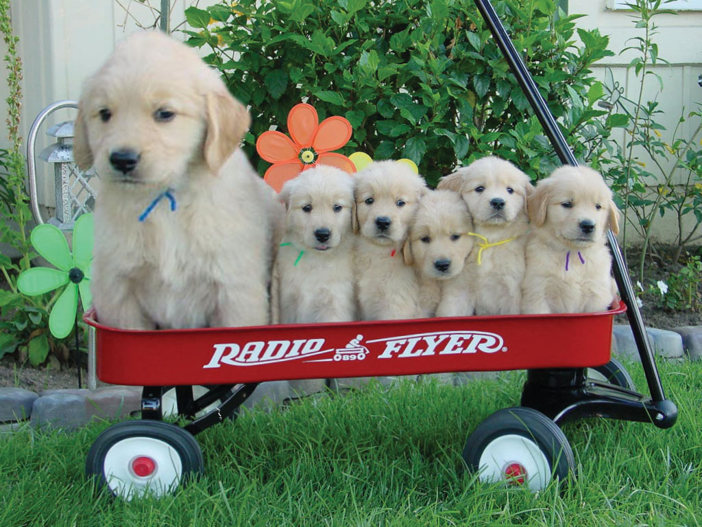 Photoshop-Design von Angelicangellover für DesignCrowd (Community Contests) | Design #8974330