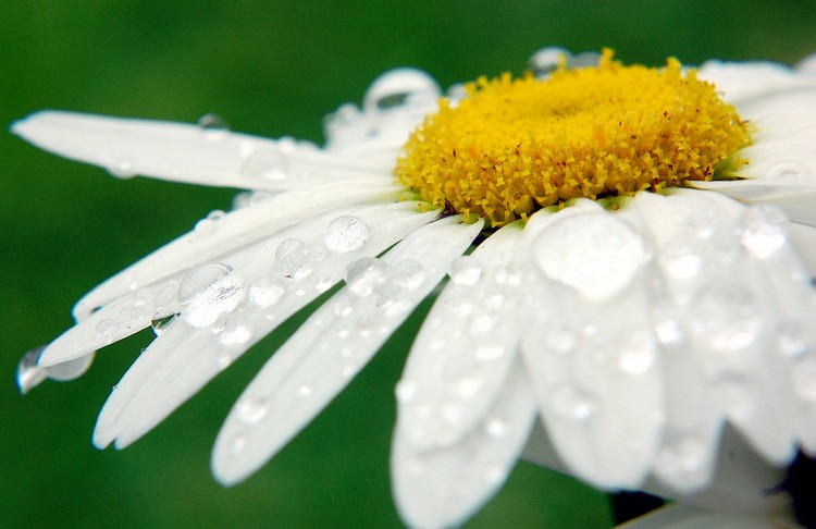 Photographie par resouzaesouza pour DesignCrowd (Community Contests) | Design #8970473